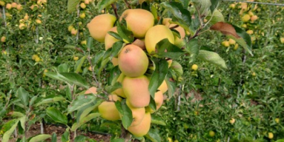 Sprzedam Goldena za wagę w skrzyni. Ilość 95 skrzyn