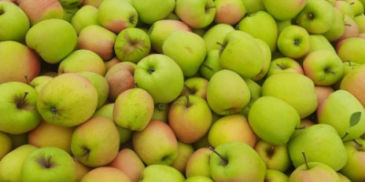 Sprzedam Goldena za wagę w skrzyni. Ilość 95 skrzyn