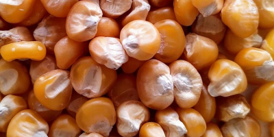 Oferujemy wysokiej jakości suszoną kukurydzę (ziarno kukurydzy) w ilościach
