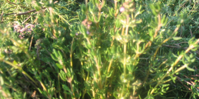 Tymianek pospolity, ekologiczny, z certyfikatem, sprzedam. Omłot z 2025