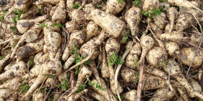 Sprzedam Pasternak gruby 6+