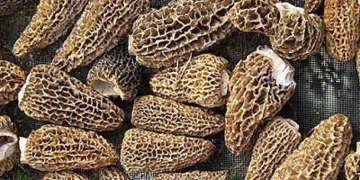 Smardz-Morchella-Morelowy grzyb dziki, myty, suszony, kapelusz bez nóżki, pakowany