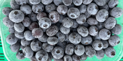 Sprzedam mrożoną borówkę amerykańską. Towar cały bez uszkodzeń. tel