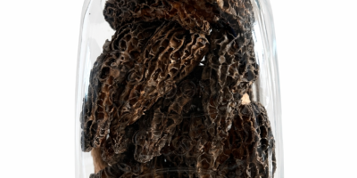 Organiczne suszone smardze - opakowanie 100 g - 49,99