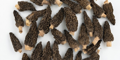 Organiczne suszone smardze - opakowanie 100 g - 49,99