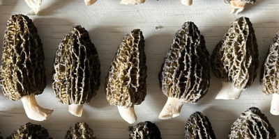 Organiczne suszone smardze - opakowanie 100 g - 49,99