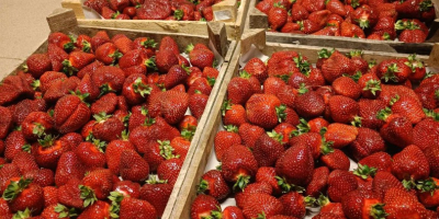 Witam, byłbym zainteresowany regularną dostawą truskawek. Dostawa pod wskazany