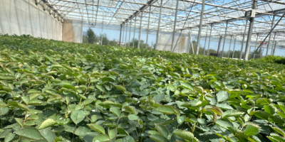 Rose Damascena seedlings Specially selected hybrids of fast-growing Paulownia,