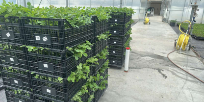 Rose Damascena seedlings Specially selected hybrids of fast-growing Paulownia,