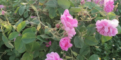 Rose Damascena seedlings Specially selected hybrids of fast-growing Paulownia,