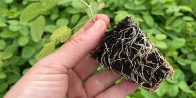 Rose Damascena seedlings Specially selected hybrids of fast-growing Paulownia,