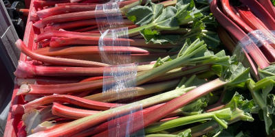 Sprzedam rabarbar malinowy. Duże ilości.