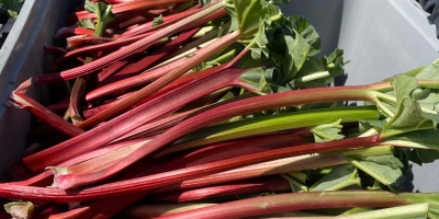 Sprzedam rabarbar malinowy. Duże ilości.