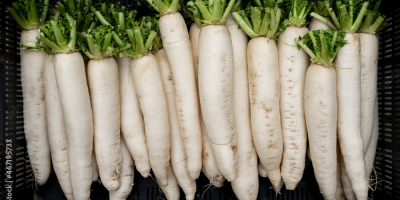 White radish (daikon) big size for industry. Need in