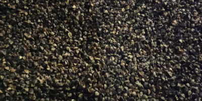 Sprzedam Grykę . Cena dotyczy 1 kg 1,70 zł