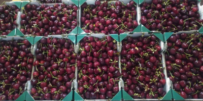 Wiśnia w ofercie! Więcej odmian w opakowaniu według Twoich