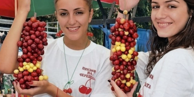 Sprzedaję świeże wiśnie odmian wczesnych, średnio wczesnych i późnych.