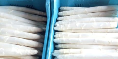 Jestem producentem szparagi białej i zielonej. Ilości hurtowe przez