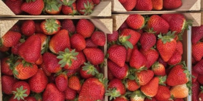 Czas oczekiwania na produkt 4 dni od zamówienia.