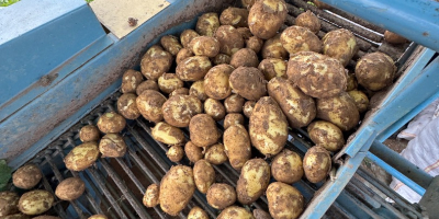 młody ziemniak z Rumunii bezpośrednio od producenta Calarasi, Dolj,