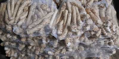 Sprzedam Buraczki czerwone podłużne odmiany Alto obierane ręcznie i