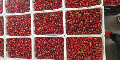 W;; FIA GOGOT FRUIT;; ZNAJDZIESZ NAJŚWIEŻSZE OWOCE SEZONOWE, NAJWYŻSZEJ
