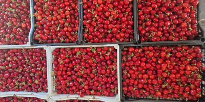 W;; FIA GOGOT FRUIT;; ZNAJDZIESZ NAJŚWIEŻSZE OWOCE SEZONOWE, NAJWYŻSZEJ