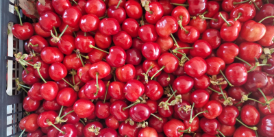 W;; FIA GOGOT FRUIT;; ZNAJDZIESZ NAJŚWIEŻSZE OWOCE SEZONOWE, NAJWYŻSZEJ