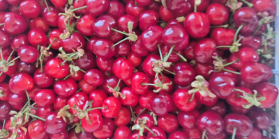 W;; FIA GOGOT FRUIT;; ZNAJDZIESZ NAJŚWIEŻSZE OWOCE SEZONOWE, NAJWYŻSZEJ