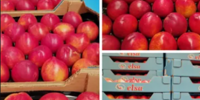Owoce produkowane i pakowane w Hiszpanii, z różnicą w