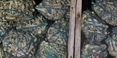 Oferujemy hurtową sprzedaż korzenia chrzanu już od 20 ton.