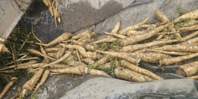 Sprzedam pietruszkę 90gr/kg loco Zbytków, śląskie 25ton[telefon]