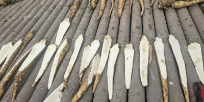 Sprzedam pietruszkę 90gr/kg loco Zbytków, śląskie 25ton[telefon]