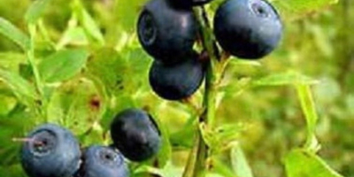 Witam zbieram chętnych na zakup jagód leśnych świeżo zbieranych