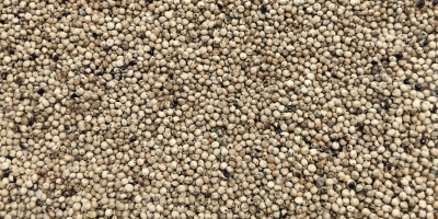 Sprzedam sorgo białe Czystość 99%, wilgotność max 14%. Cena