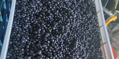 Sprzedam jagodę leśną codziennie zbierana cena do uzgodnienia. Sprzedam