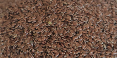 Po zbiorach, spodziewanych około 15.07.2026 r., Agrotime Ltd. planuje