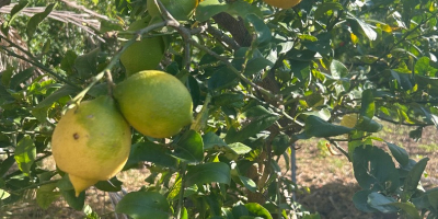 Sprzedaję naturalne, całkowicie organiczne cytryny. Bardzo aromatyczne. Duży, naturalny