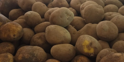 Charakterystyka produktu: Odmiana: Agria Pochodzenie: Belgia Kaliber: 50+ Oczyszczone