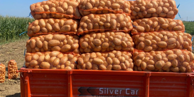 SPRZEDAM MŁODE ZIEMNIAKI – DUŻĄ ILOŚĆ Producent rolny ze