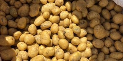 SPRZEDAM MŁODE ZIEMNIAKI – DUŻĄ ILOŚĆ Producent rolny ze