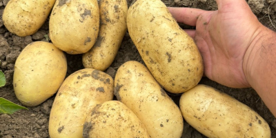 SPRZEDAM MŁODE ZIEMNIAKI – DUŻĄ ILOŚĆ Producent rolny ze