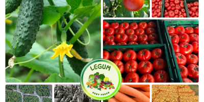 RGI DAR FRESH SRL to rumuńska firma z siedzibą