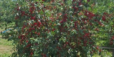 Chmurka wiśniowa pierwszej klasy. Kalibracja średnio 18-19 mm dostępna