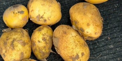 Sprzedam około 10 ton ziemniaków odmiany Soraya, wyprodukowanych w