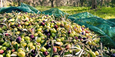 Organiczna oliwa z oliwek z Albanii. Wysokiej jakości organiczna