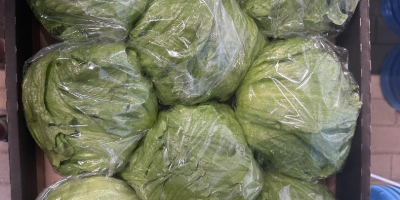 Duże główki. Zdrowe, waga ok 800 gram.
