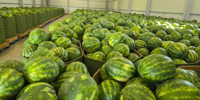 Sprzedam arbuzy Waga 5-8 kg Posiadam bardzo duże ilości