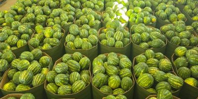 Sprzedam arbuzy Waga 5-8 kg Posiadam bardzo duże ilości