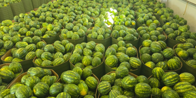 Sprzedam arbuzy Waga 5-8 kg Posiadam bardzo duże ilości